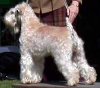 irishwheatens.info Paili