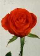 blumen-debus.de Pailine