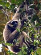 gibbons.de Paimin