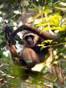 gibbons.de Paimin
