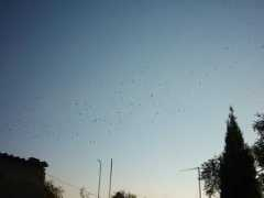 panoramio.com Pajaros