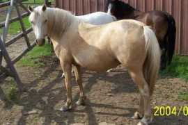Pajon