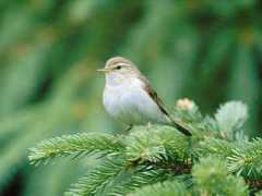 virtual-bird.com Pajul