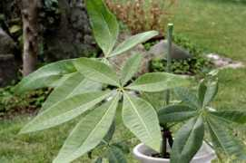 uri56.fc2web.com Pakila