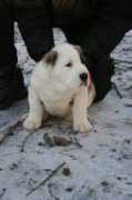 dogice.ru Pakiza