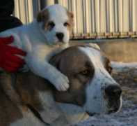 dogice.ru Pakiza