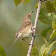 orientalbirdimages.org Paklina