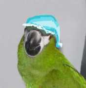 sevenparrots.com Pakshi