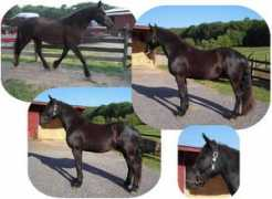elysiumfarm.com Paladine