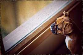 thedogfiles.com Palamarek