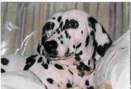 srdogs.com Palamine