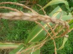 Palay