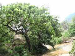 panoramio.com Palayam