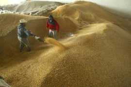 jornada.unam.mx Palean