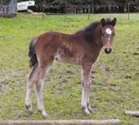 crestlinefarm.com Pallazo