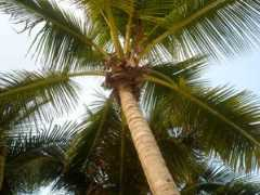 lulu.com.mx Palmera