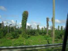 panoramio.com Palmes