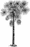 etc.usf.edu Palmetto