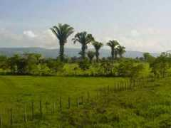 Palmy