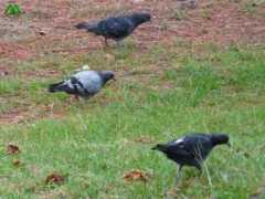 Palomas