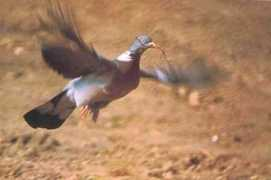 bouchiret.free.fr Palombe
