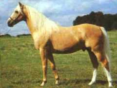 Palomin