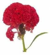 stuartxchange.com Palong