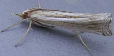 Palpella