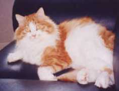 mydearpet.com Paluga