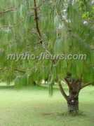 mytho-fleurs.com Paluta
