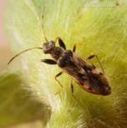 entomology.ifas.ufl.edu Pamera