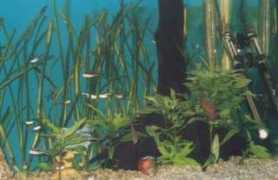 badmanstropicalfish.com Pamich