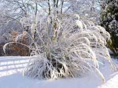 Pampas