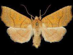 mothphotographersgroup.msstate.edu Pampina