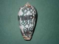 firama.com Panarukan