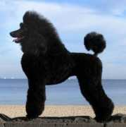 capanashstandardpoodles.com Panash