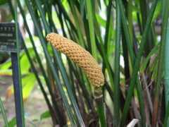 botanic.jp Panaso