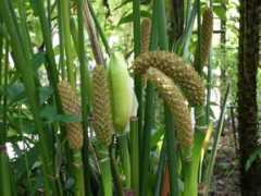 botanic.jp Panaso