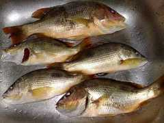 bruneifishing.com Pancang