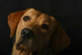 yotta.free.fr Panconi