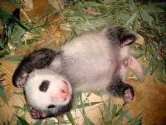 turtelina.net Pandababy
