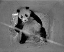 turtelina.net Pandababy