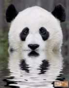 shangralafamilyfun.com Pandac