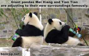 vicclap.hu Pandak