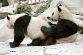 members.chello.nl Pandalove