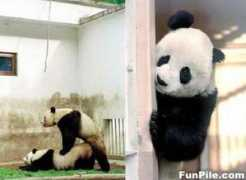 zhishen.bokee.com Pandalove