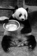news.chengdu.cn Pandalover