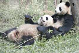 index.hr Pandama