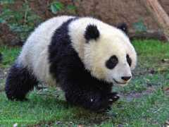 michaeldanielho.com Pandax