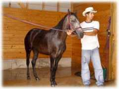 casaelcaballo.com Pandereta